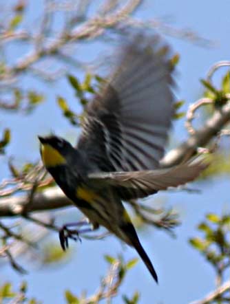 Yellow rumped warbler picture