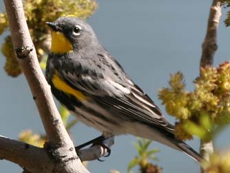 Yellow rumped warbler picture