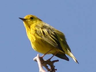 Picture of Yellow Warbler or Dendroica petechia