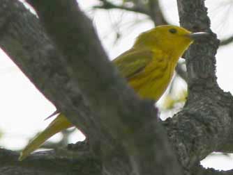 Yellow Warbler picture