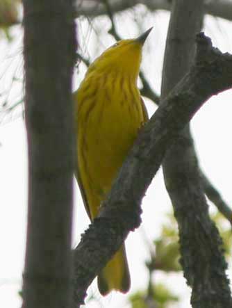 Picture of Yellow Warbler or Dendroica petechia