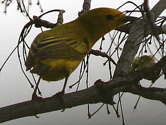 American Yellow Warbler foraging