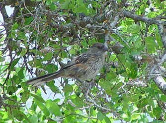 Picture of a juvenile spotted towhee in a hackberry
