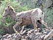 California bighorn sheep pictures