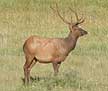 Rocky Mountain elk