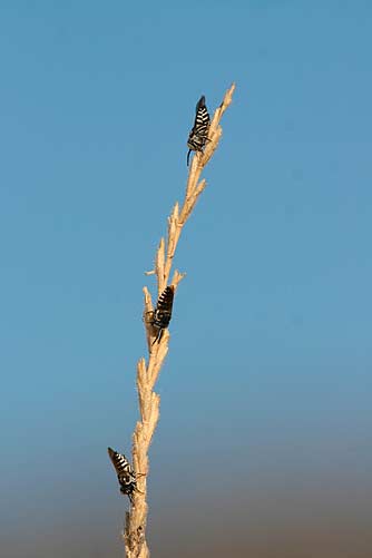 Coelioxys bees sleeping on a bunchgrass stem