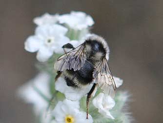 Black bumblebee or Bombus bifarius