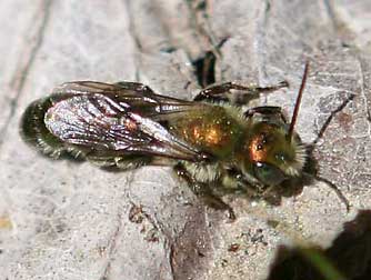 Metallic copper bee - Hoplitis fulgida