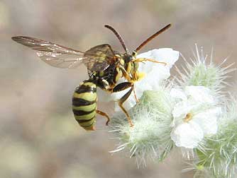 Cuckoo bee or nomada species