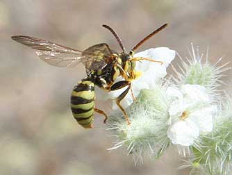 Cryptantha with cuckoo bee