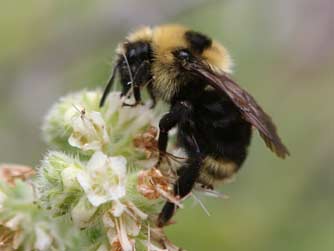 Cuckoo bumblebee or Bombus insularis