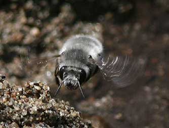 Picture of a Habropoda digger bee in flight