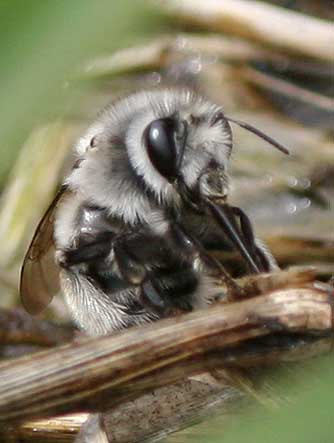 Digger bee of the tribe Anthophorini