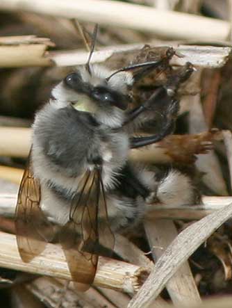 Habropoda digger bee picture