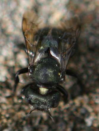 Dull green mason bee - genus Osmia