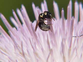 Wavyleaf thistle flowers with pollinating mason bee