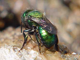 Shiny metallic green mason bee - genus Melanosmia