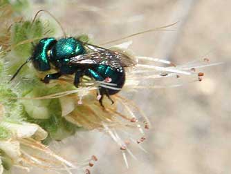 Phacelia hastata providing nectar for a metallic green mason bee