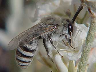 Cellophane or polyester bee - genus Colletes