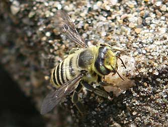 Leaf-cutting bee or genus Megachile
