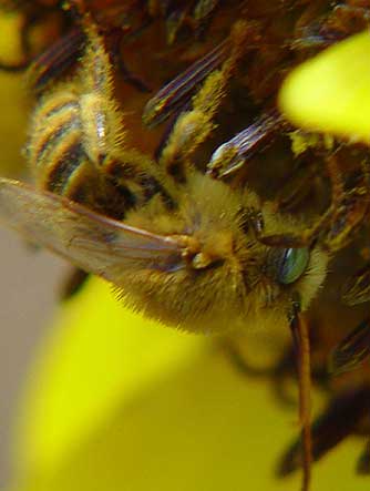 Long-horned digger bee of the tribe Eucerini