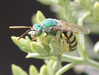 Yellow-banded and metallic green Agapostemon sweat bee