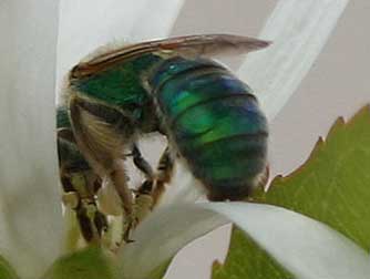 Agapostemon sweat bee nectaring on and pollinating a serviceberry blossom