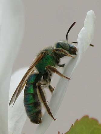 Green metallic Agapostemon sweat bee picture
