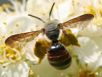 Andrena prunorum minin bee nectaring and pollinating a blooming chokecherry blossom