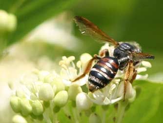 Andrena prenorum mining bee picture