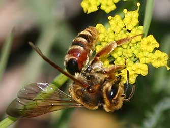 Andrena prunorum mining bee nectaring and pollinating a blooming great basin desert parsley flower