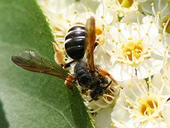Andrena prunorum mining bee picture