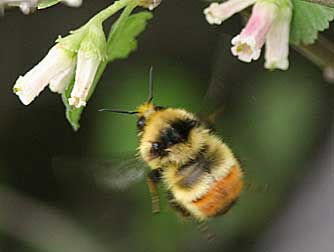 Orange-rumped bumble bee picture - Bombus melanopygus