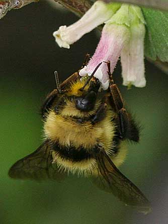 Orange rumped bumble bee nectaring and pollinating a wax currant