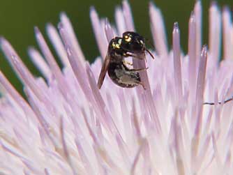 Small carpenter bee or Ceratina in a thistle flower