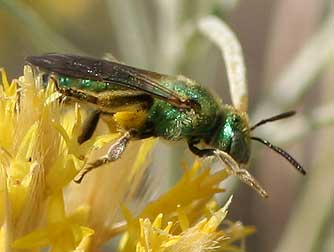 Striped green Agapostemon sweat bee nectaring on and pollinating a rabbitbrush flower