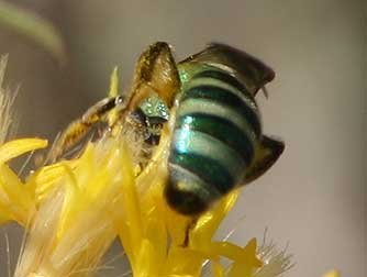 Striped green Agapostemon sweat bee nectaring on and pollinating a rabbitbrush flower