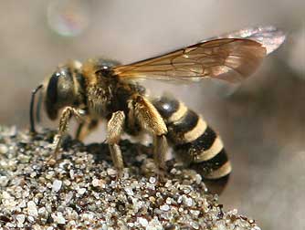 Sweat bee - halictus farinosus