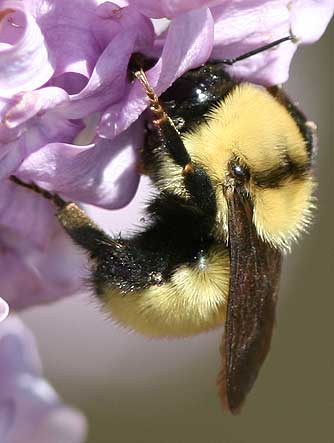 Golden northern bumble bee - Bombus fervidus