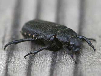 Ant scarab beetle pictures - Cremastocheilus crinitus