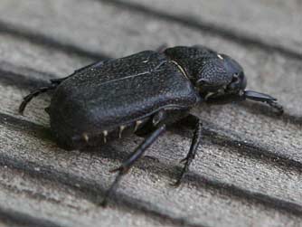 The myrmecophile (ant-loving) Cremastocheilus crinitus