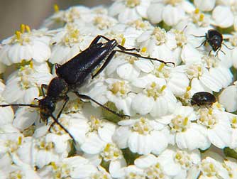 Picture of black flower longhorn beetle on yarrow