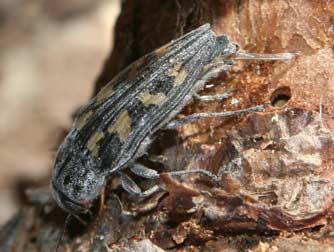 Picture of variegated orange pine borer or Buprestis laeviventris