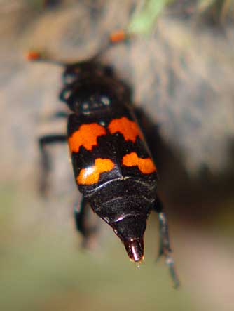 Burying beetle, genus Nicrophorus