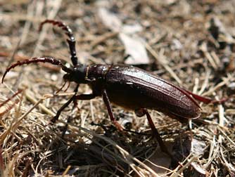 California prionus beetle running across the grass