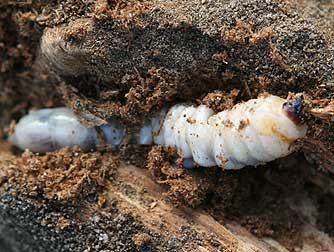 California prionus beetle larva