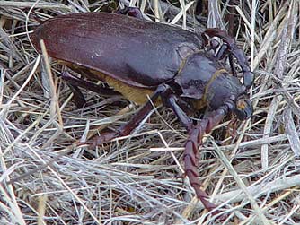 California prionus beetle pictures