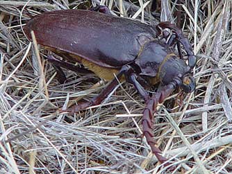 Picture of California prionus or Prionus californicus