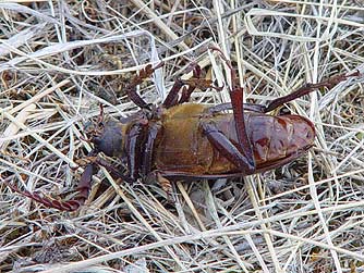 Underside picture of California prionus beetle or cerambycidae