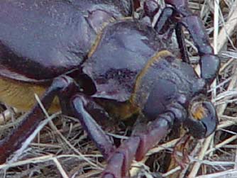 California Prionus Beetle male with conical antenna segments and coarse spines on pronotum